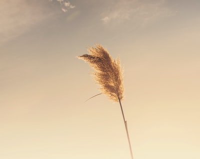 橙色天空下褐色小麦的虫眼视图